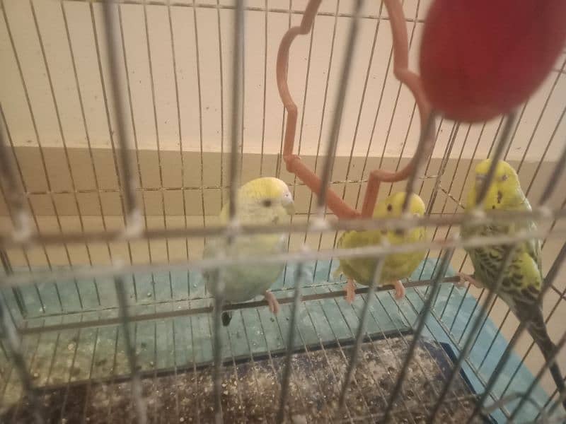 3 pairs of parrots with 2 cage 7