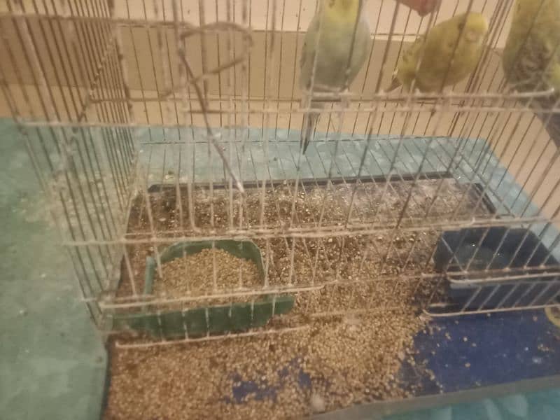 3 pairs of parrots with 2 cage 8