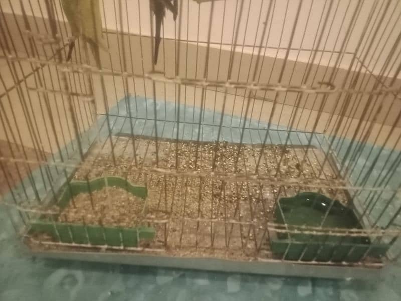 3 pairs of parrots with 2 cage 9