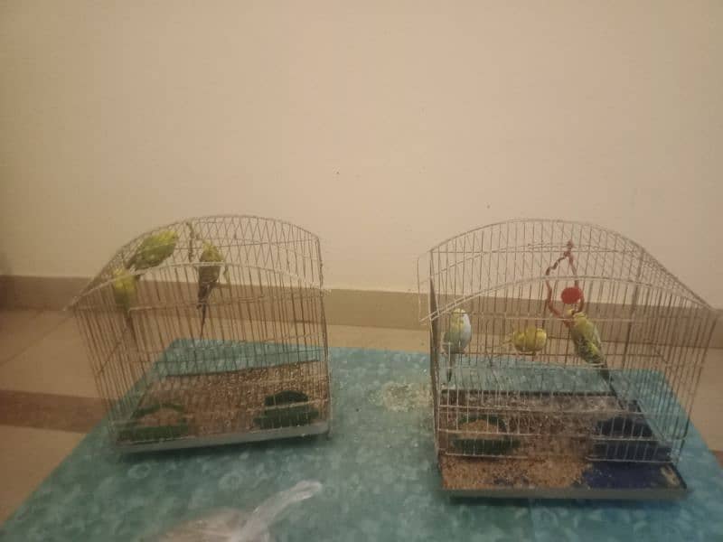 3 pairs of parrots with 2 cage 10