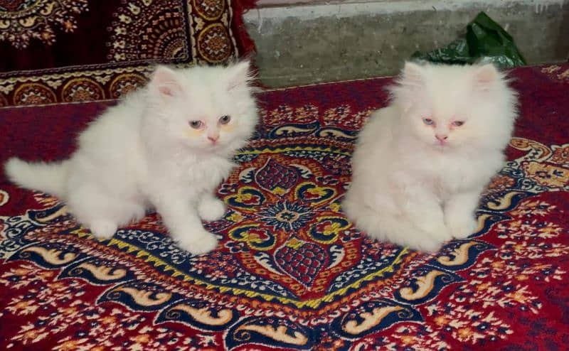 2 Months Persian kittens 0