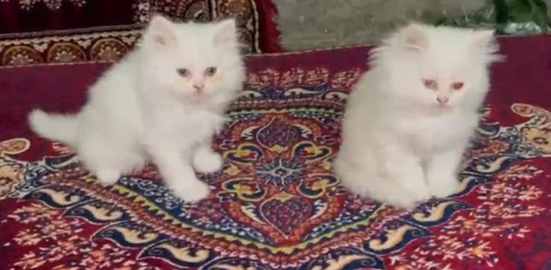 2 Months Persian kittens 2