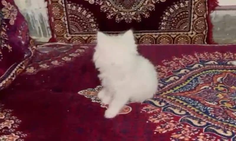 2 Months Persian kittens 3