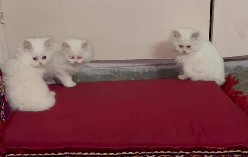 2 Months Persian kittens 4