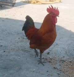 Egg laying Desi Hens