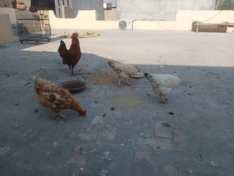 Egg laying Desi Hens 2