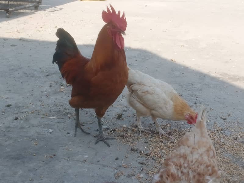 Egg laying Desi Hens 3