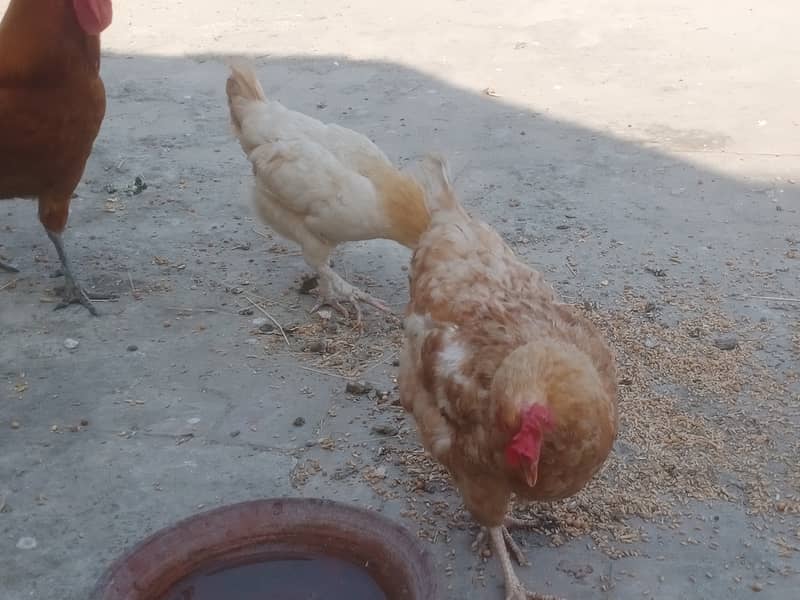 Egg laying Desi Hens 4