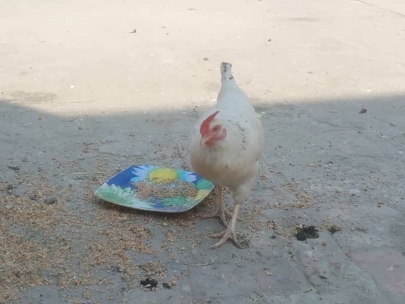 Egg laying Desi Hens 5