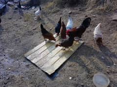 Golden Misri hens starter eggs laying