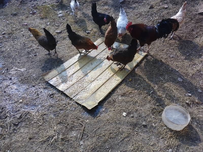 Golden Misri hens starter eggs laying 1