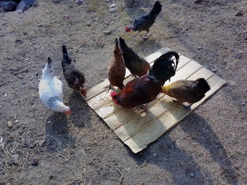 Golden Misri hens starter eggs laying 4