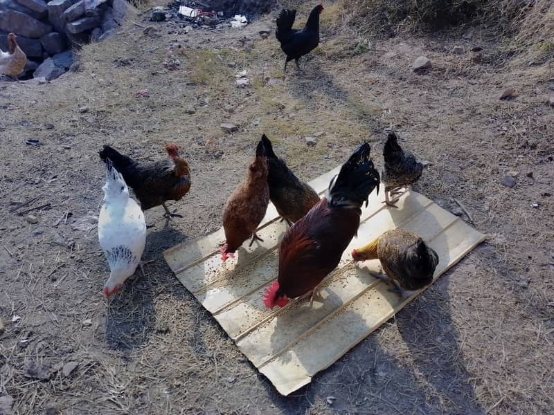 Golden Misri hens starter eggs laying 5