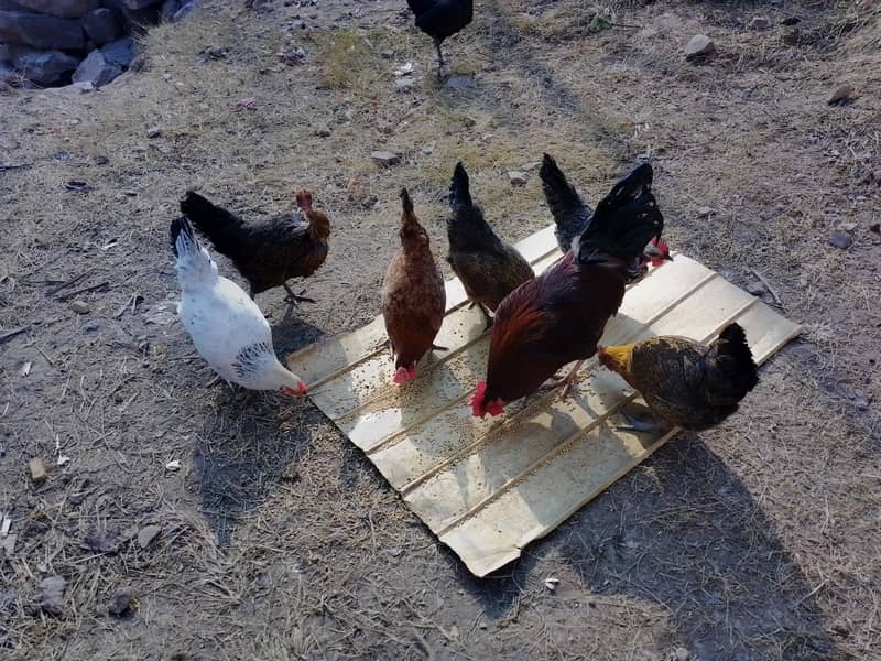 Golden Misri hens starter eggs laying 6