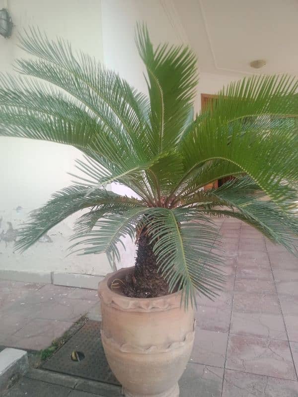 2 Pam plant with flower pot for sale reasonable price 0