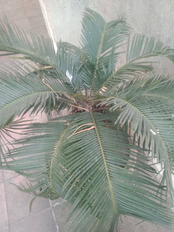 2 Pam plant with flower pot for sale reasonable price 2