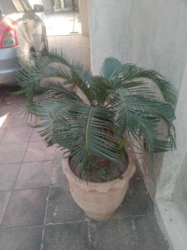 2 Pam plant with flower pot for sale reasonable price 3