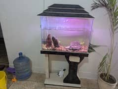 2ft Aquarium with new Filter