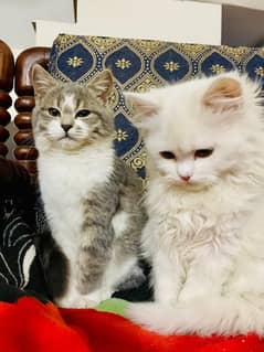 Persian cats male and female