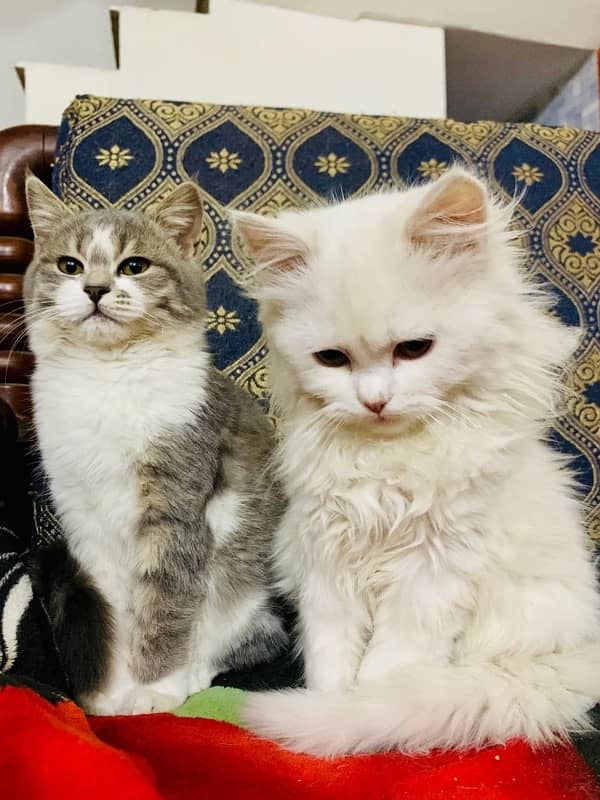 Persian cats male and female 3