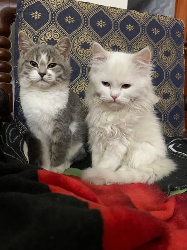 Persian cats male and female 4