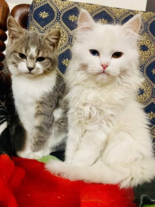 Persian cats male and female 8