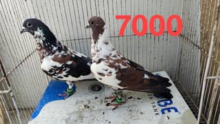 Peshori Kabra | Sherazi  | Lalband pigeon pair Kabutar kabootar