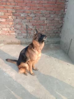 German Shepherd female Pedigree