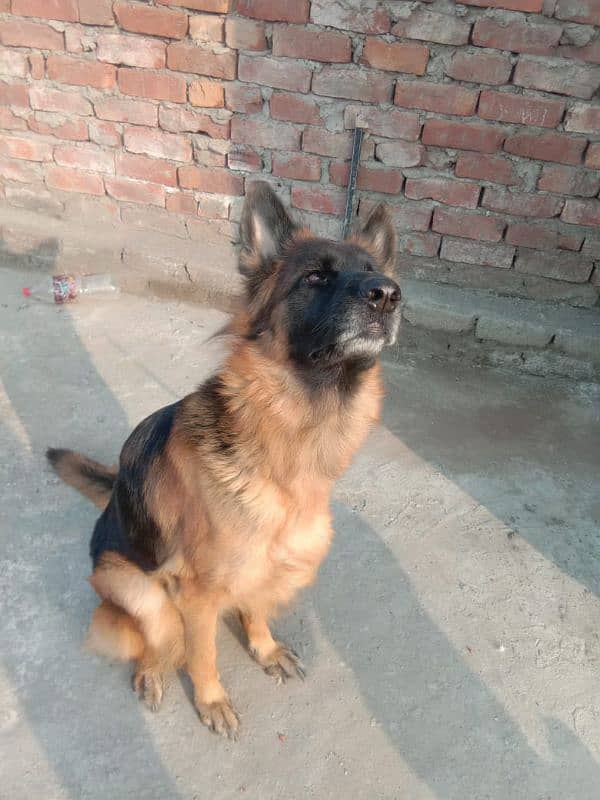 German Shepherd female Pedigree 3