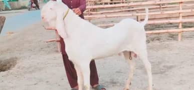 Rajanpuri Bakra For Sale Call __03259242621