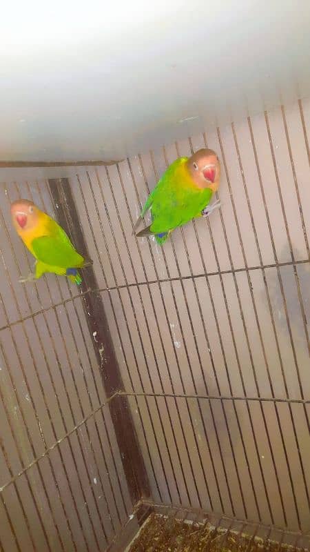 cocktail tame chicks , bugies lovebird pair 1