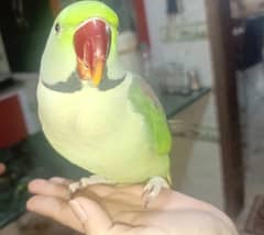 Kashmiri raw parrot