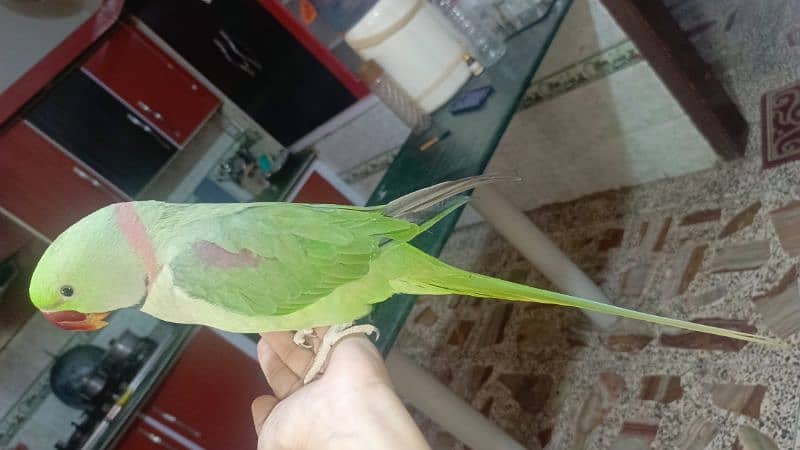 Kashmiri raw parrot 1