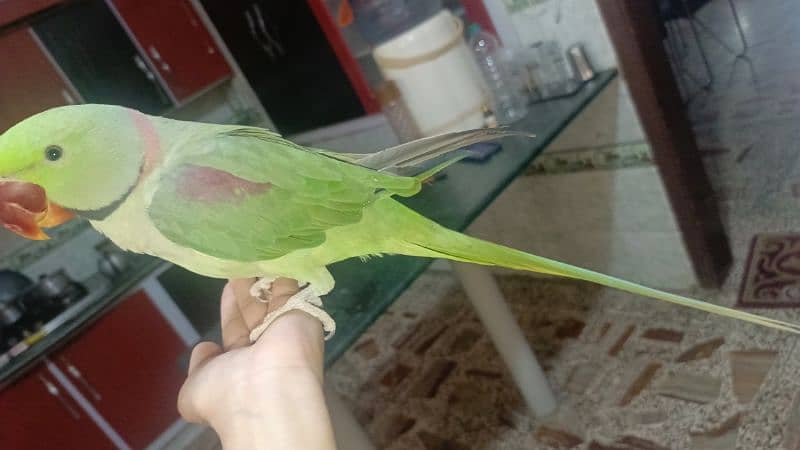 Kashmiri raw parrot 2