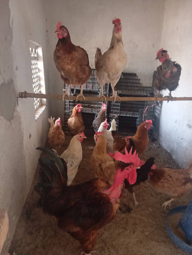 Desi Hens 3