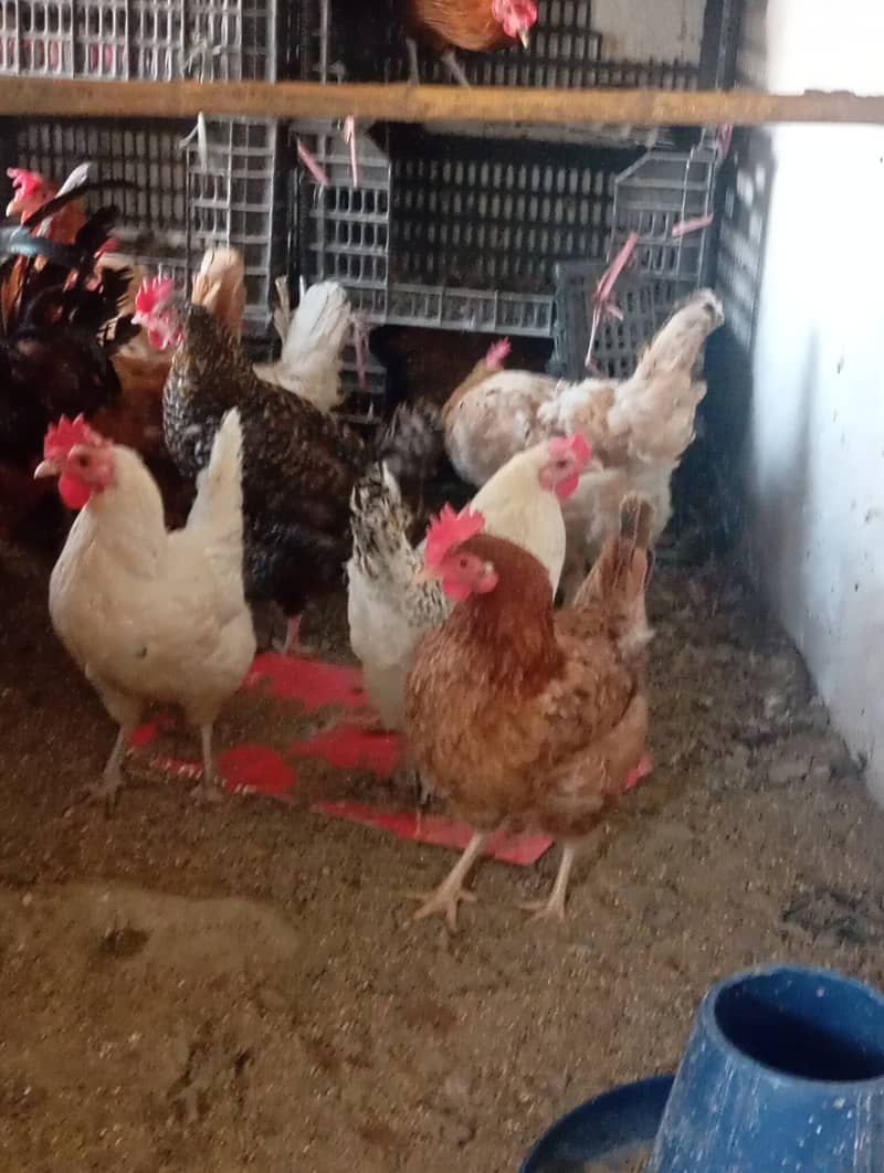 Desi Hens 4