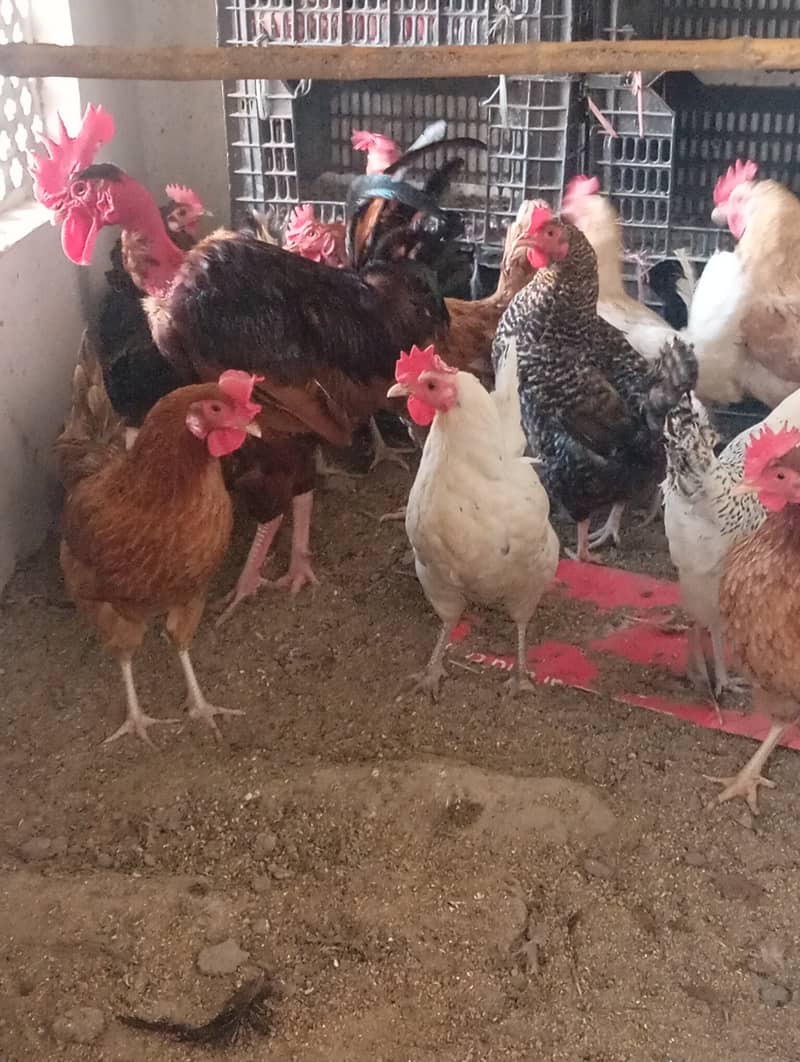 Desi Hens 5