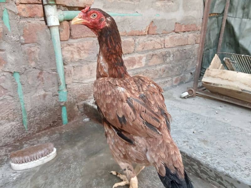 | lakhi| murghi for sale 03052593845 3