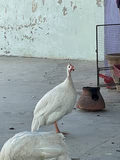 chinese hen for sell