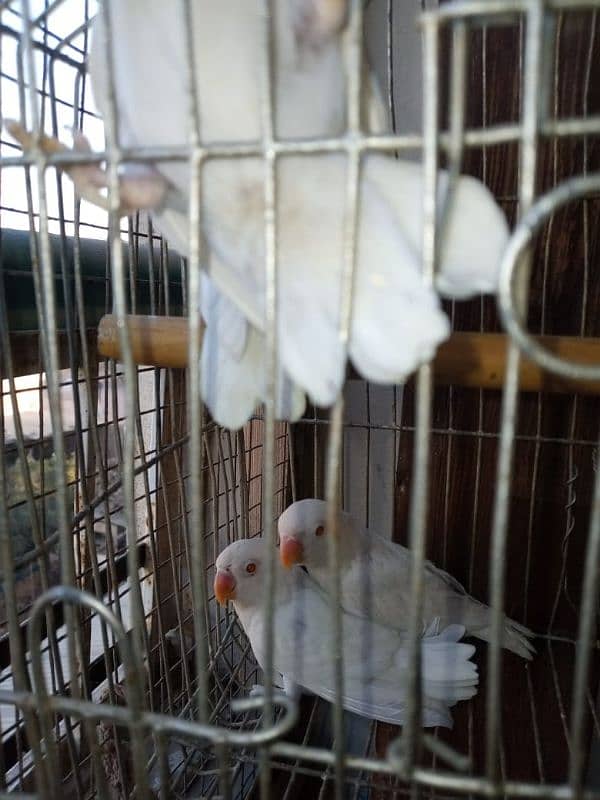 Albino red I, Albino split,lotion pasnata red I,lotion pasnata split 0