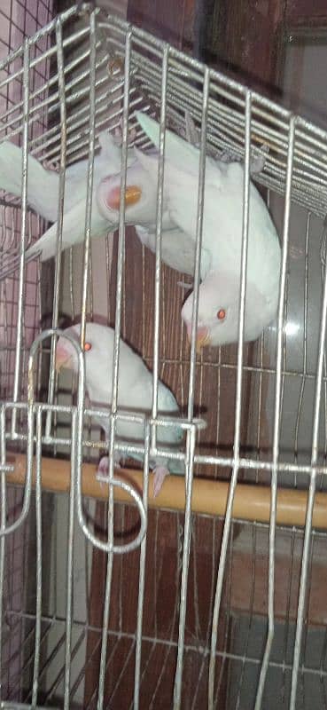 Albino red I, Albino split,lotion pasnata red I,lotion pasnata split 18