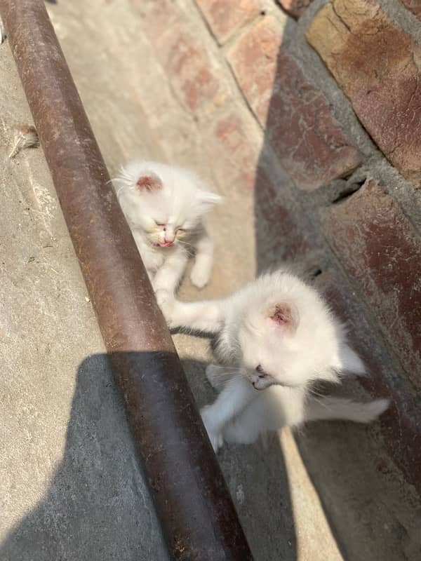 persian kittens for sale and 1 female 5months 0