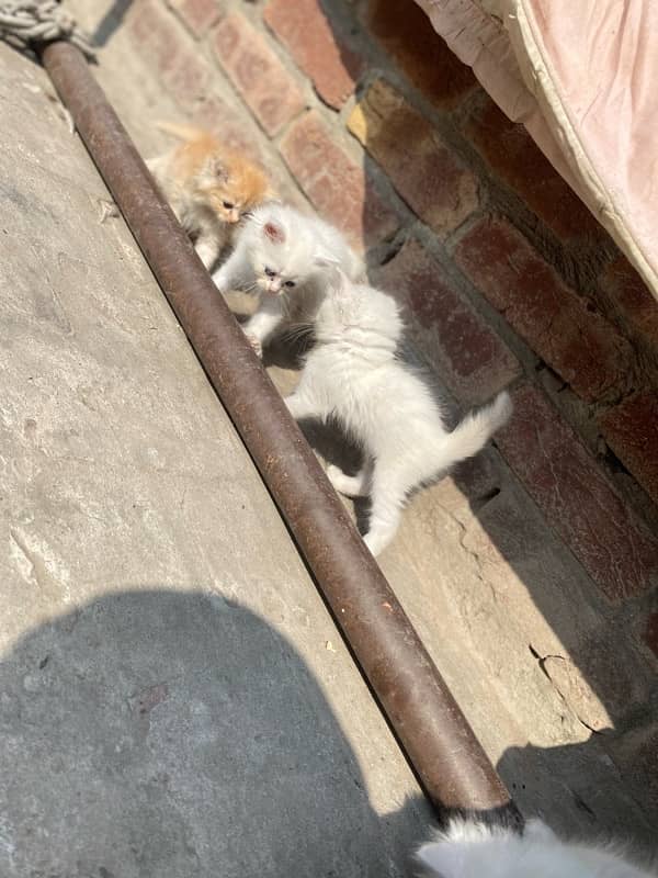 persian kittens for sale and 1 female 5months 2