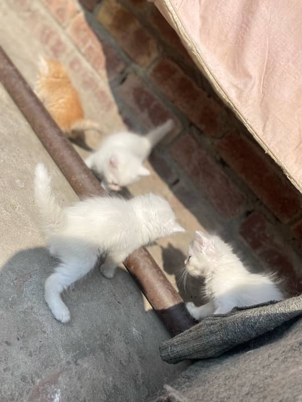 persian kittens for sale and 1 female 5months 3