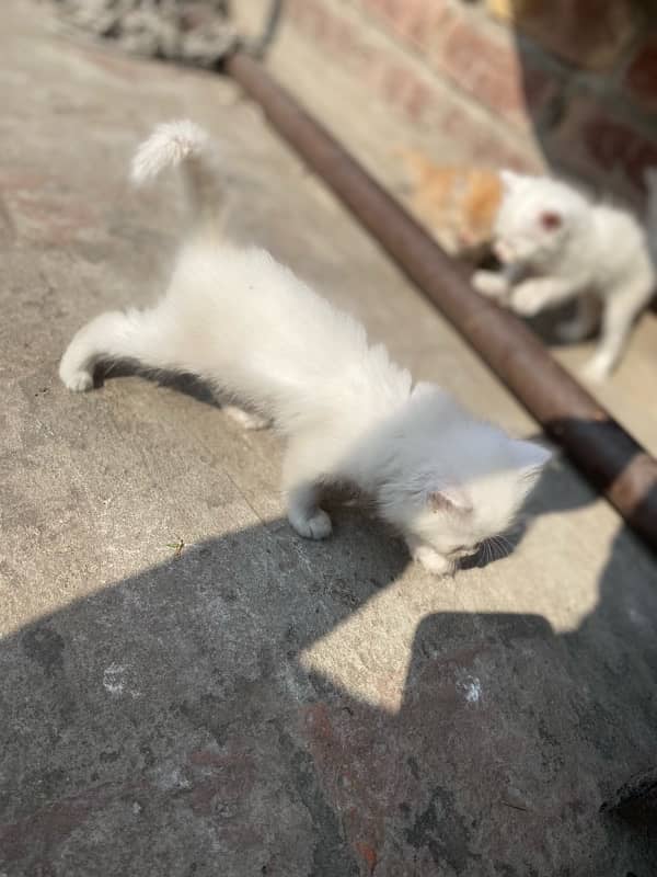 persian kittens for sale and 1 female 5months 4