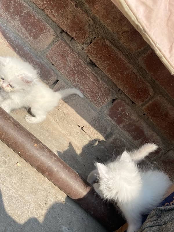 persian kittens for sale and 1 female 5months 5