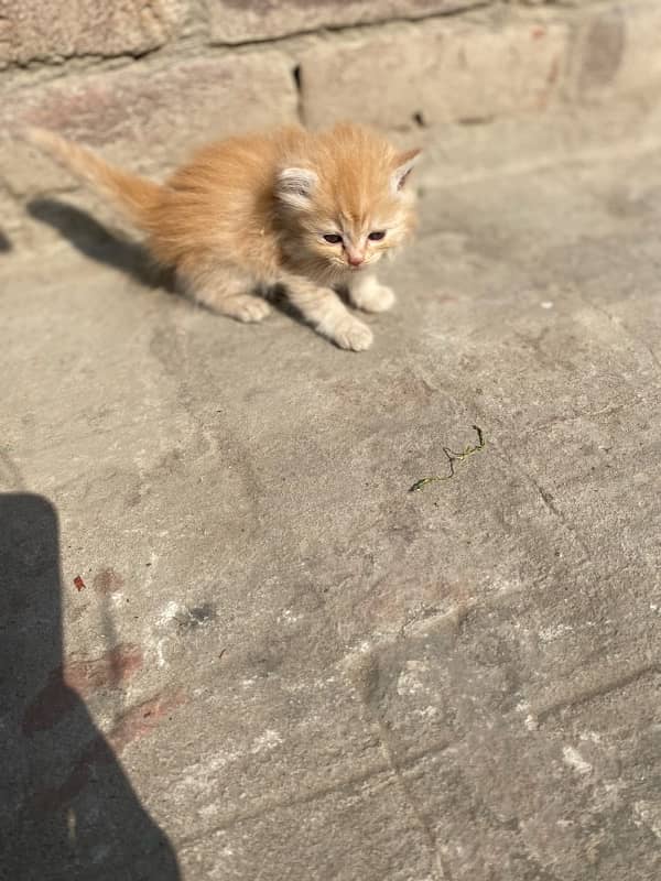 persian kittens for sale and 1 female 5months 10