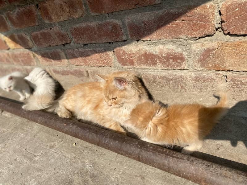 persian kittens for sale and 1 female 5months 12