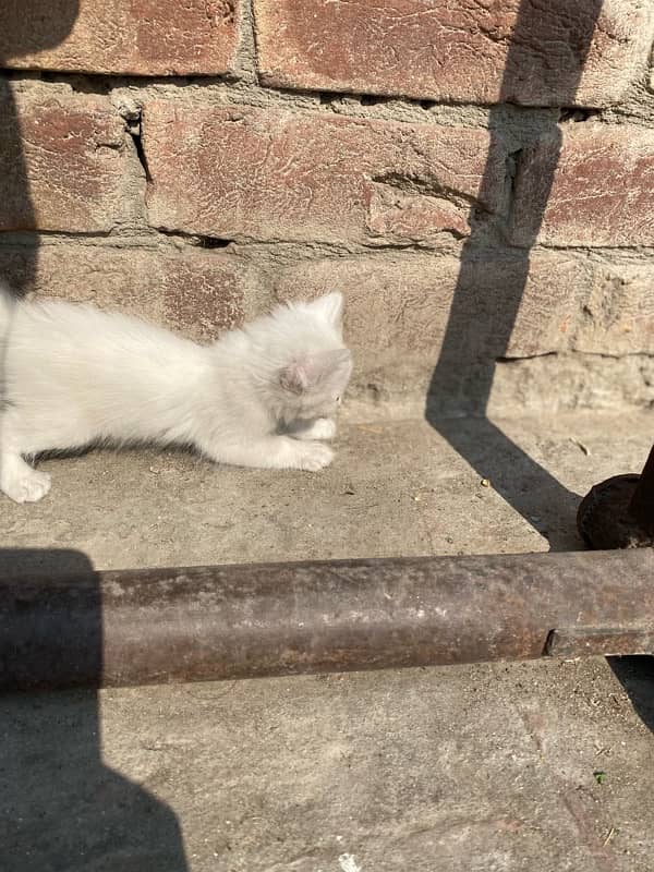 persian kittens for sale and 1 female 5months 14