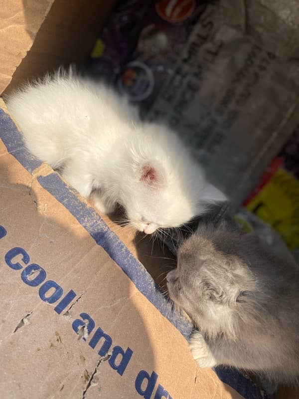 persian kittens for sale and 1 female 5months 18